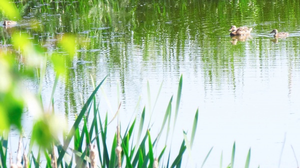 изображение ЖК БФА в Озерках