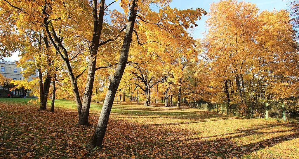 Дворцовый парк