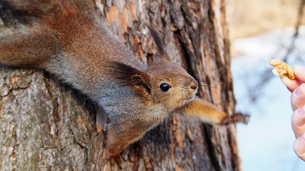 Белка угощается Парк Елагин остров