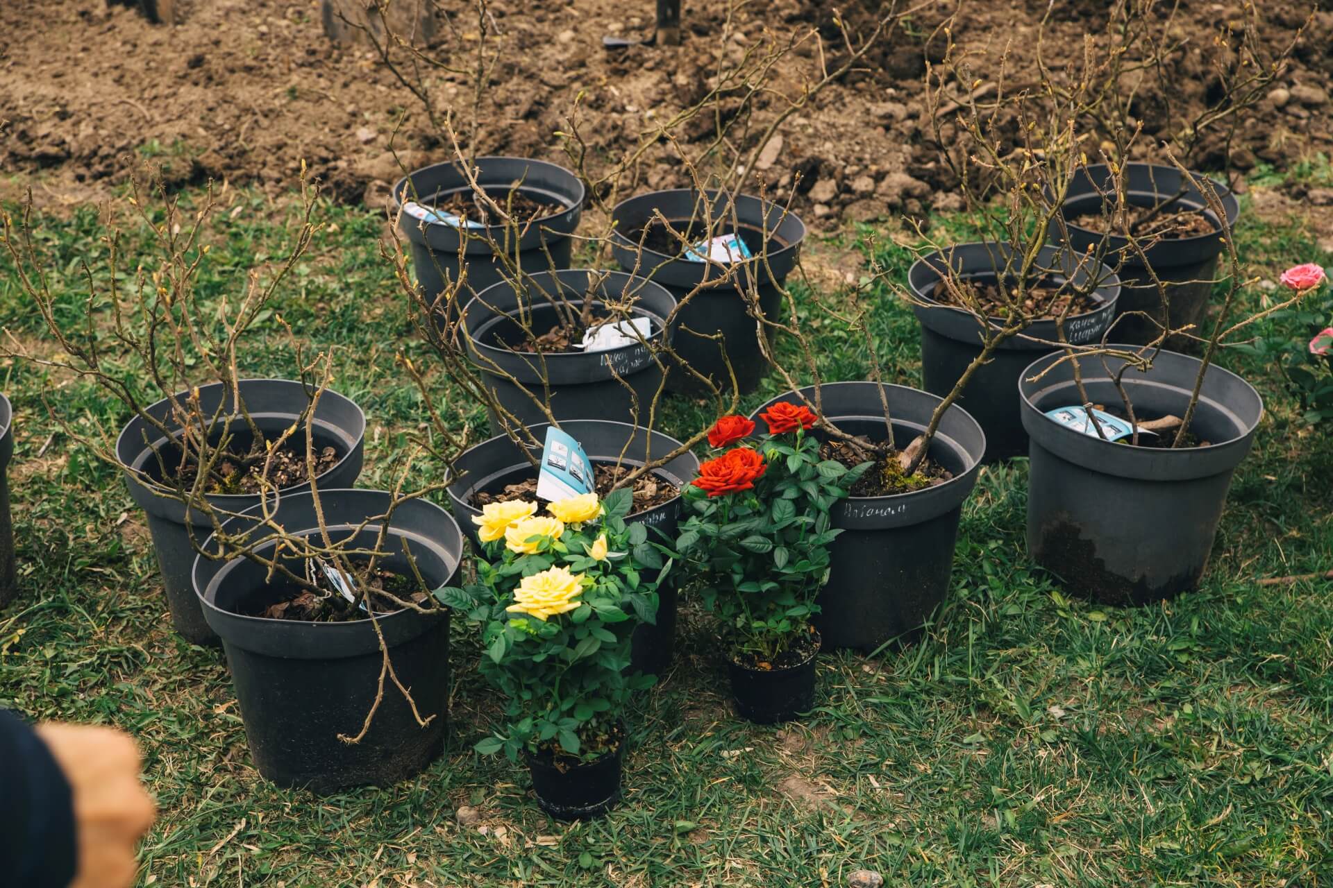 Субботник в курском сквере Розы