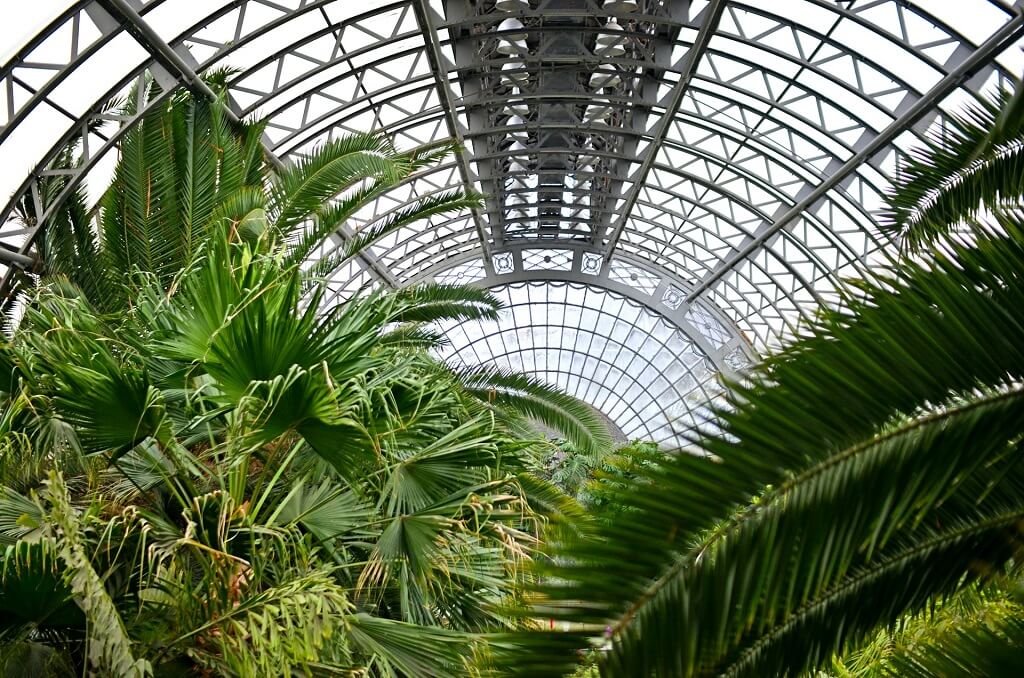 Оранжерея Таврического сада сегодня